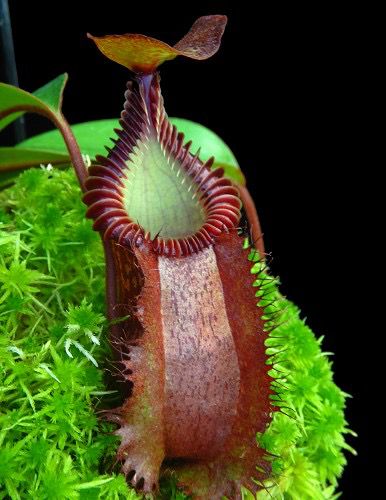 食虫植物N. villosa Kinabalu WP (ネペンテス　ビロサ) 食虫植物N. villosa Kinabalu WP (ネペンテス ビロサ) Nepenthes