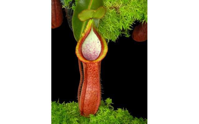Nepenthes hamata ‘Tambusisi’ x truncata ‘Pasian’  