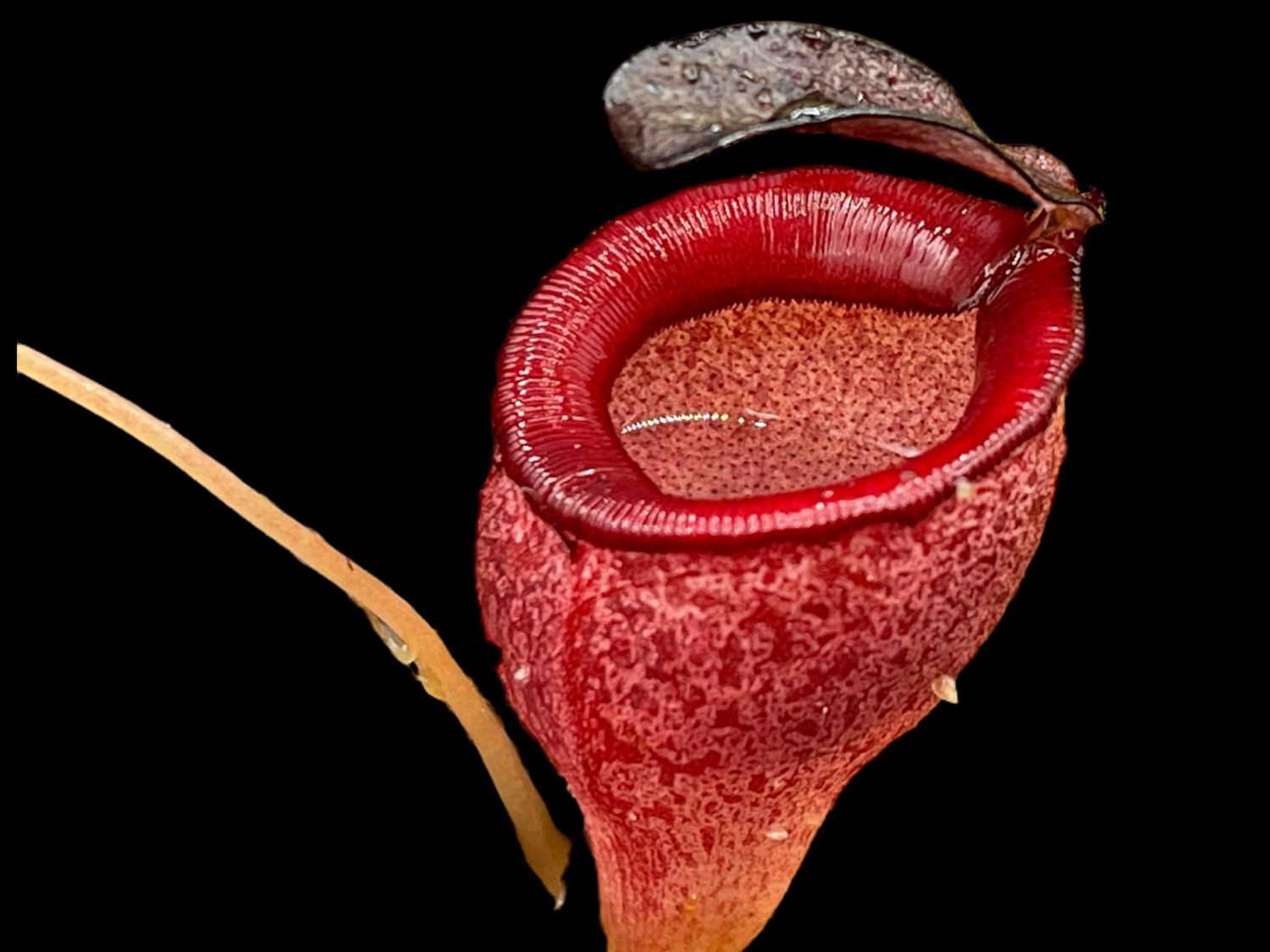 Nepenthes jamban, Barisan Mountains,  North Sumatra (Seed Grown)
