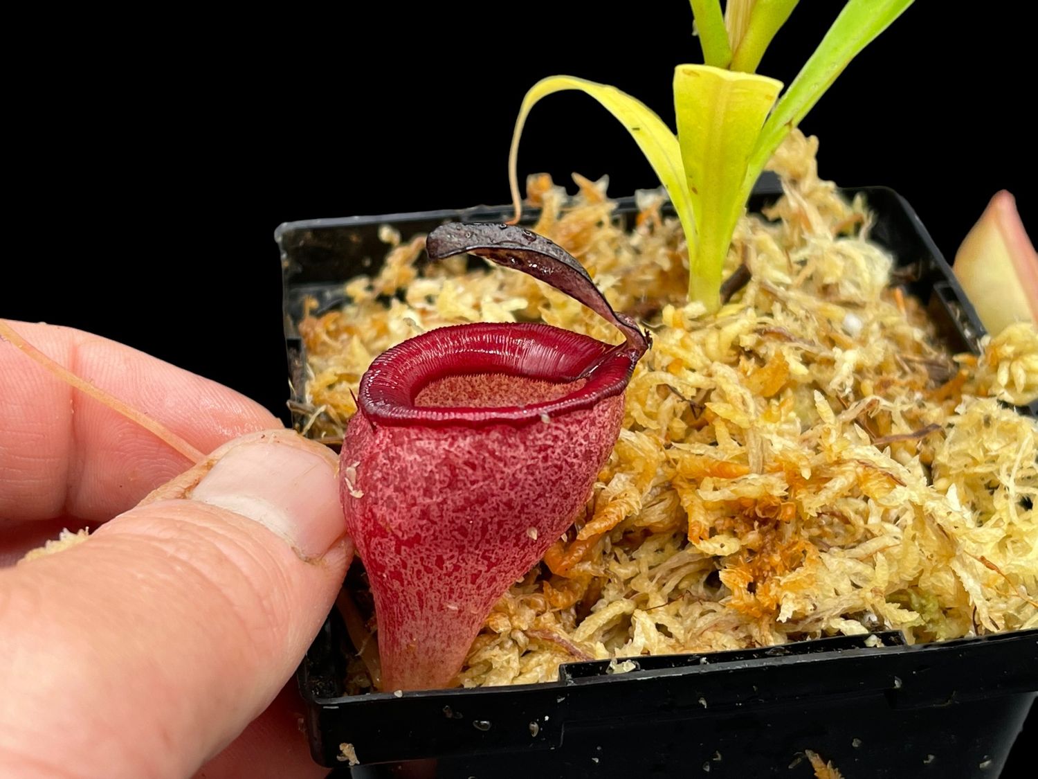 Nepenthes jamban, Barisan Mountains,  North Sumatra (Seed Grown)