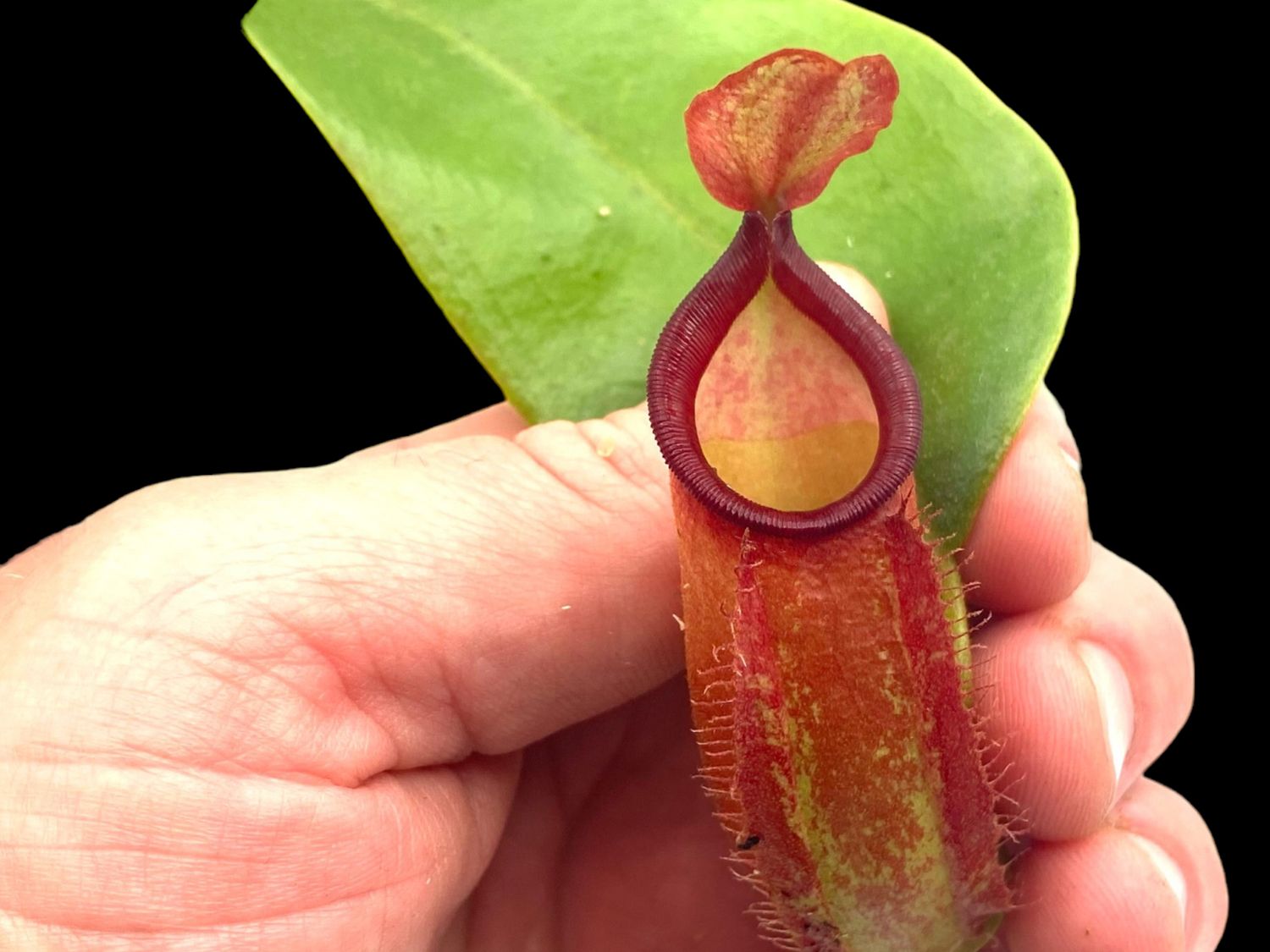 Nepenthes  ampullaria x veitchii