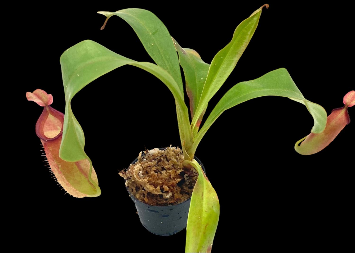 Nepenthes  ampullaria x veitchii