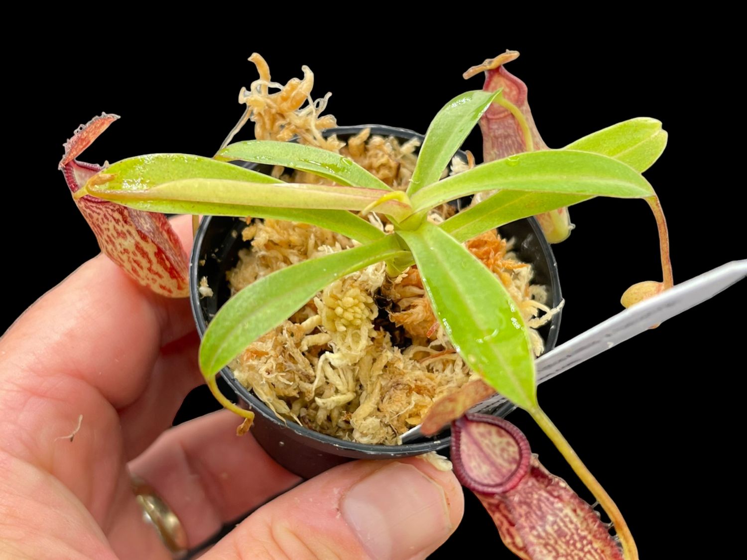 Nepenthes hamata x (maxima x talangensis) 