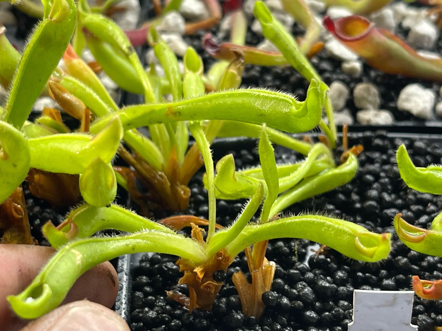 Heliamphora tatei Duida x folliculata Aparaman Juvenile Pitchers