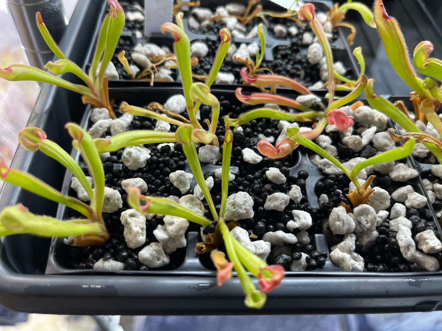 Heliamphora uncinata  Amuri Tepui Juvenile Pitchers