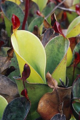 Heliamphora chimantensis juvenile pitchers 