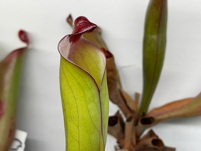 Heliamphora purpurascens Juvenile Pitchers