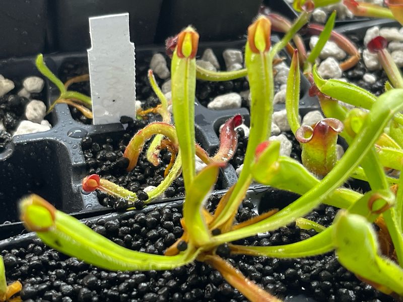 Heliamphora tatei Duida x folliculata Aparaman Juvenile Pitchers