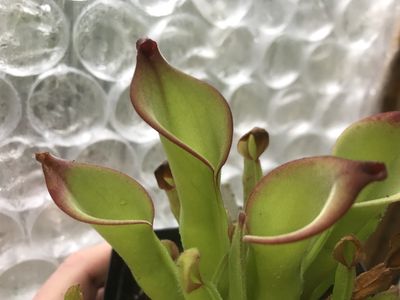 Heliamphora uncinata  Amuri Tepui Juvenile Pitchers