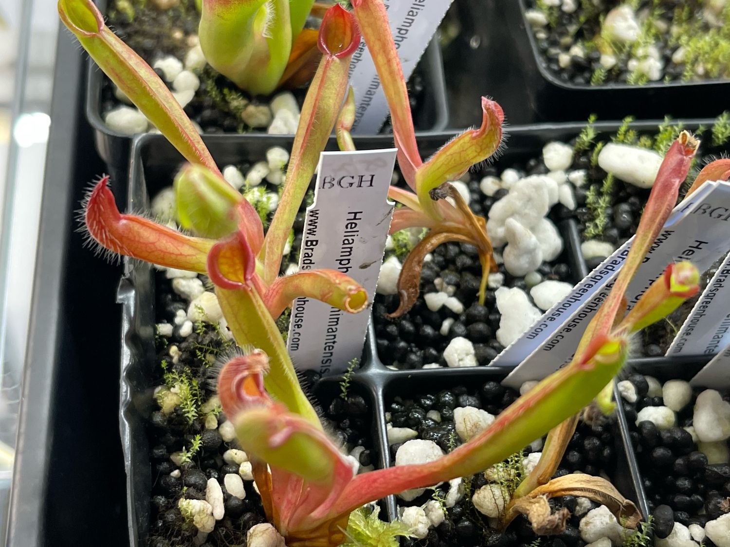 Heliamphora chimantensis juvenile pitchers 