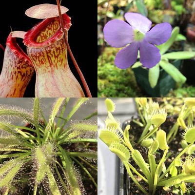 Basic Beginners Carnivorous Plant Starter Kit