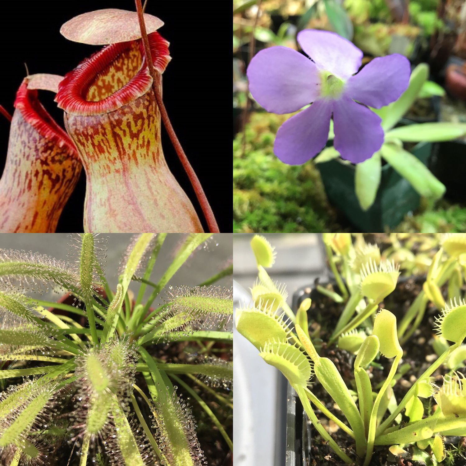Basic Beginners Carnivorous Plant Starter Kit