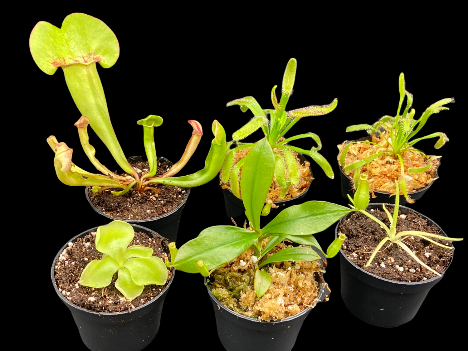 Nepenthes For Sale Carnivorous Plants For Sale Canada nepenthes-for-sale-carnivorous-plants-for-sale-canada