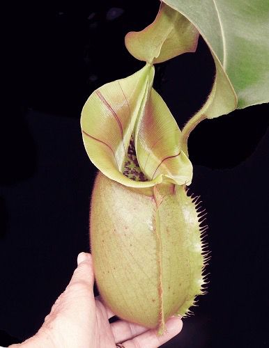 Nepenthes robcantleyi x veitchii 