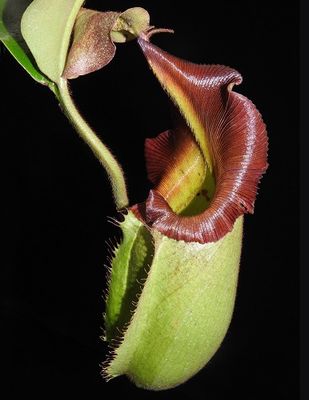 Nepenthes robcantleyi x veitchii 