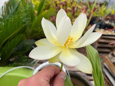 Nelumbo nucifera Water lotus 