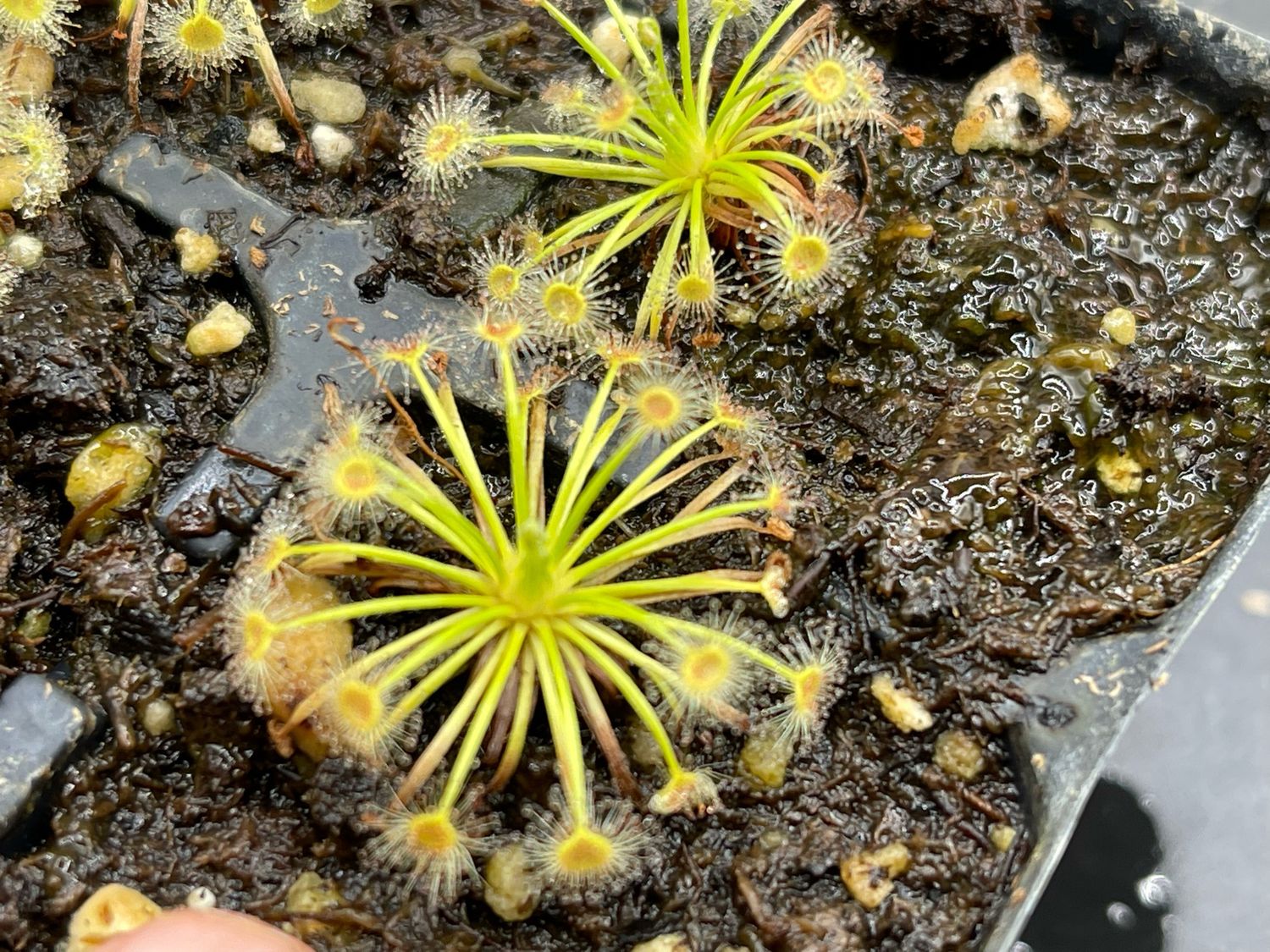 Drosera broomensis Coulomb Point, 60km N of Broome 
