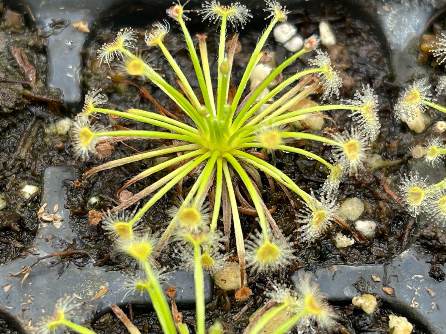 Drosera broomensis Coulomb Point, 60km N of Broome 