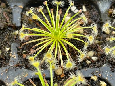 Drosera broomensis Coulomb Point, 60km N of Broome 