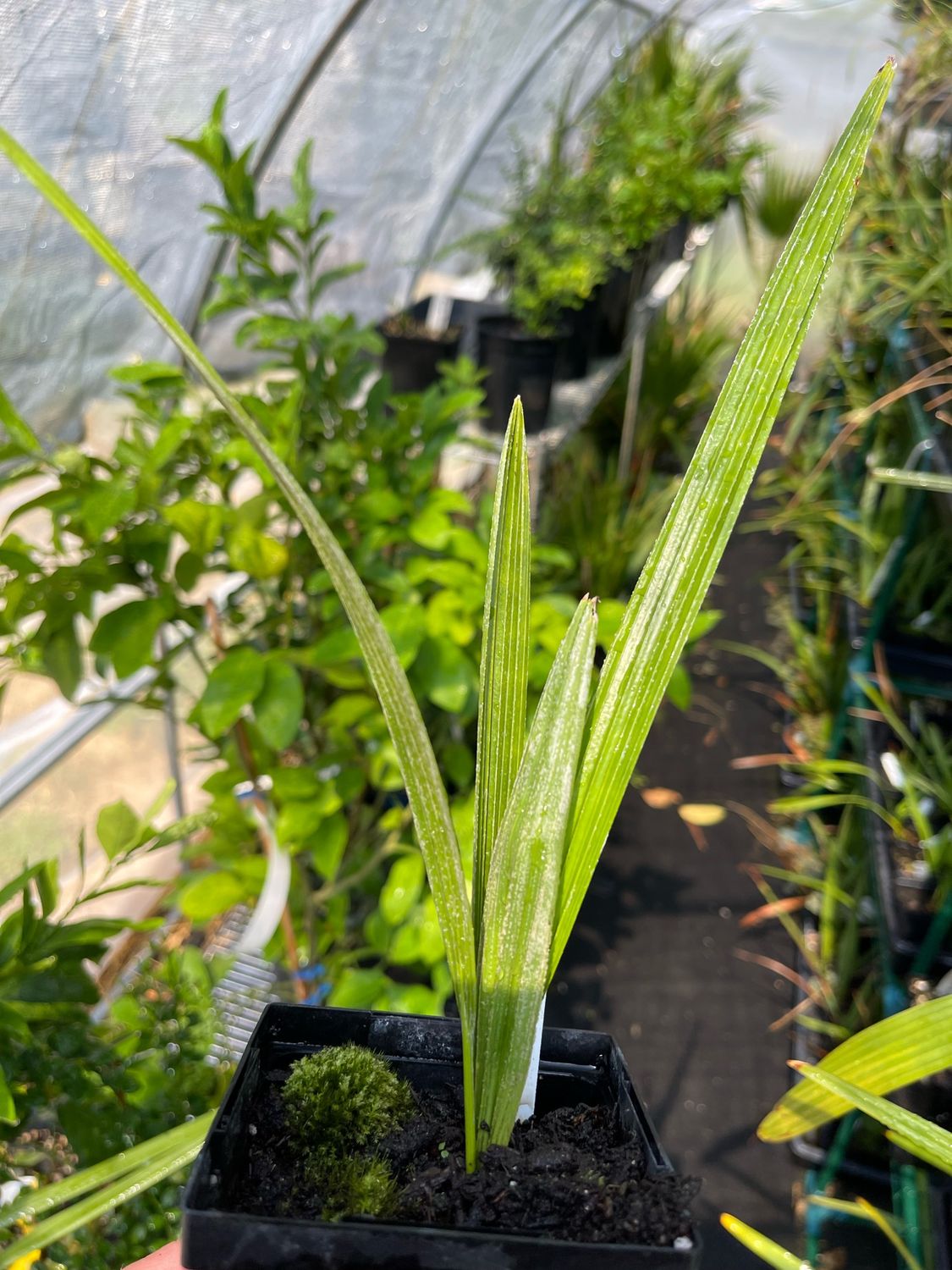 Rhapidophyllum hystrix Needle Palm Chamber County AL.