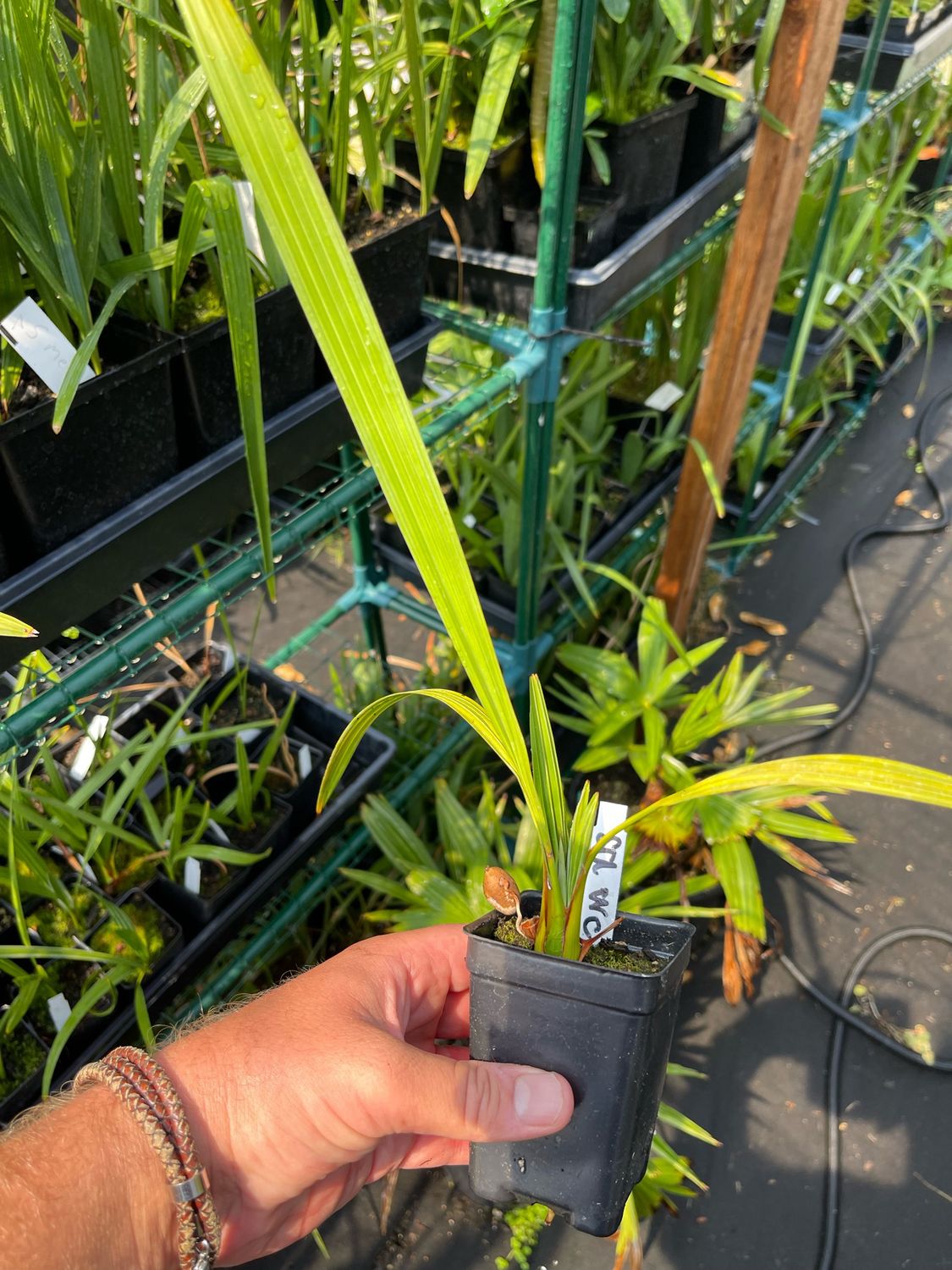 Serenoa repens Saw palmetto ‘Georgia Silver’
