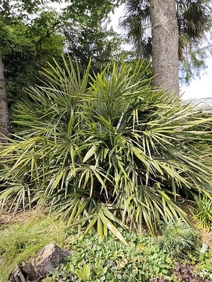 Rhapidophyllum hystrix Needle Palm Chamber County AL.