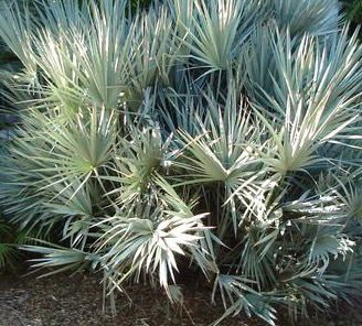 Serenoa repens Saw palmetto ‘Cinerea’
