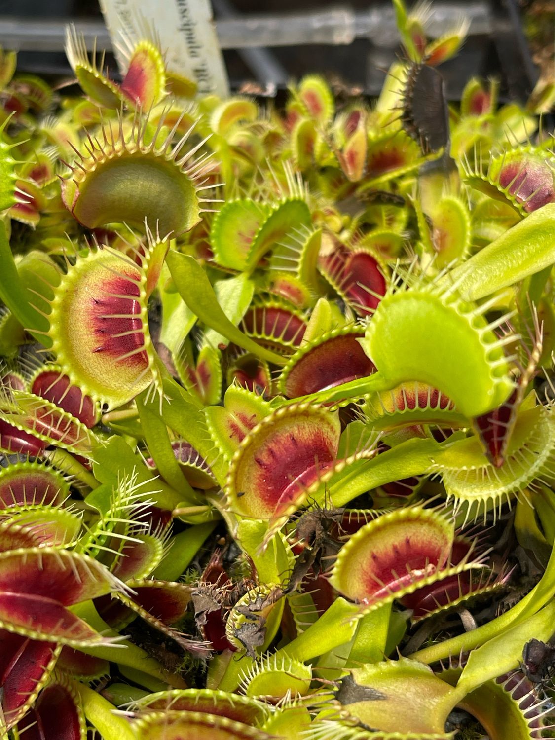 18 Wholesale Venus Flytrap Pack (Smalls) 