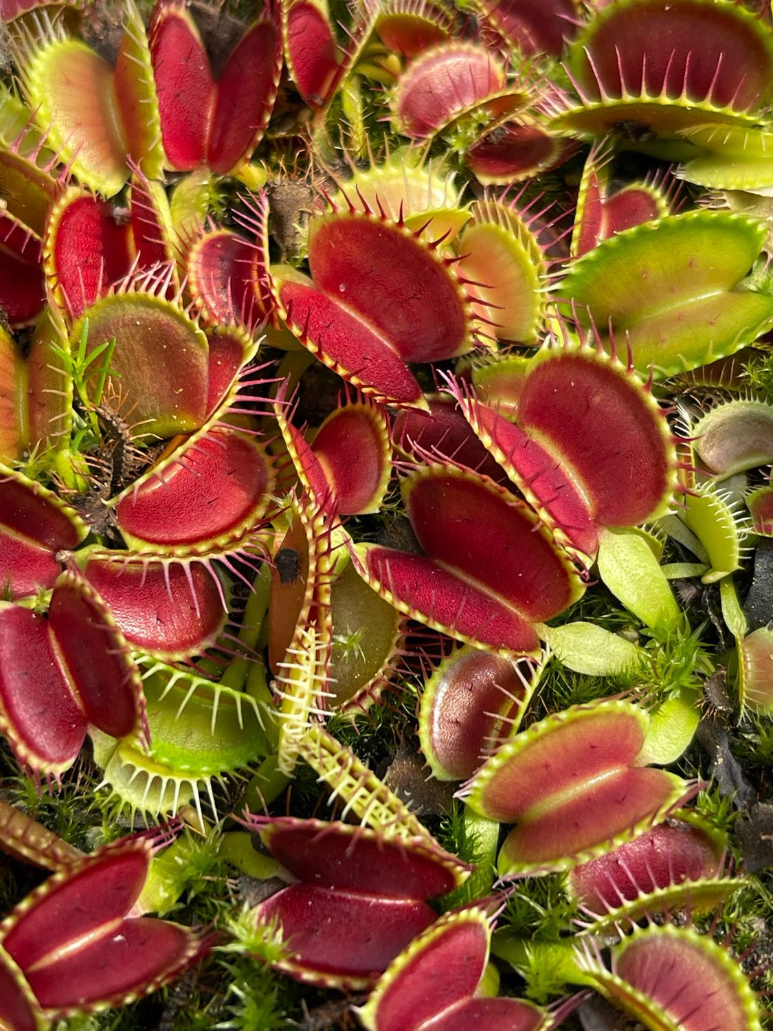 18 Wholesale Venus Flytrap Pack (Smalls) 