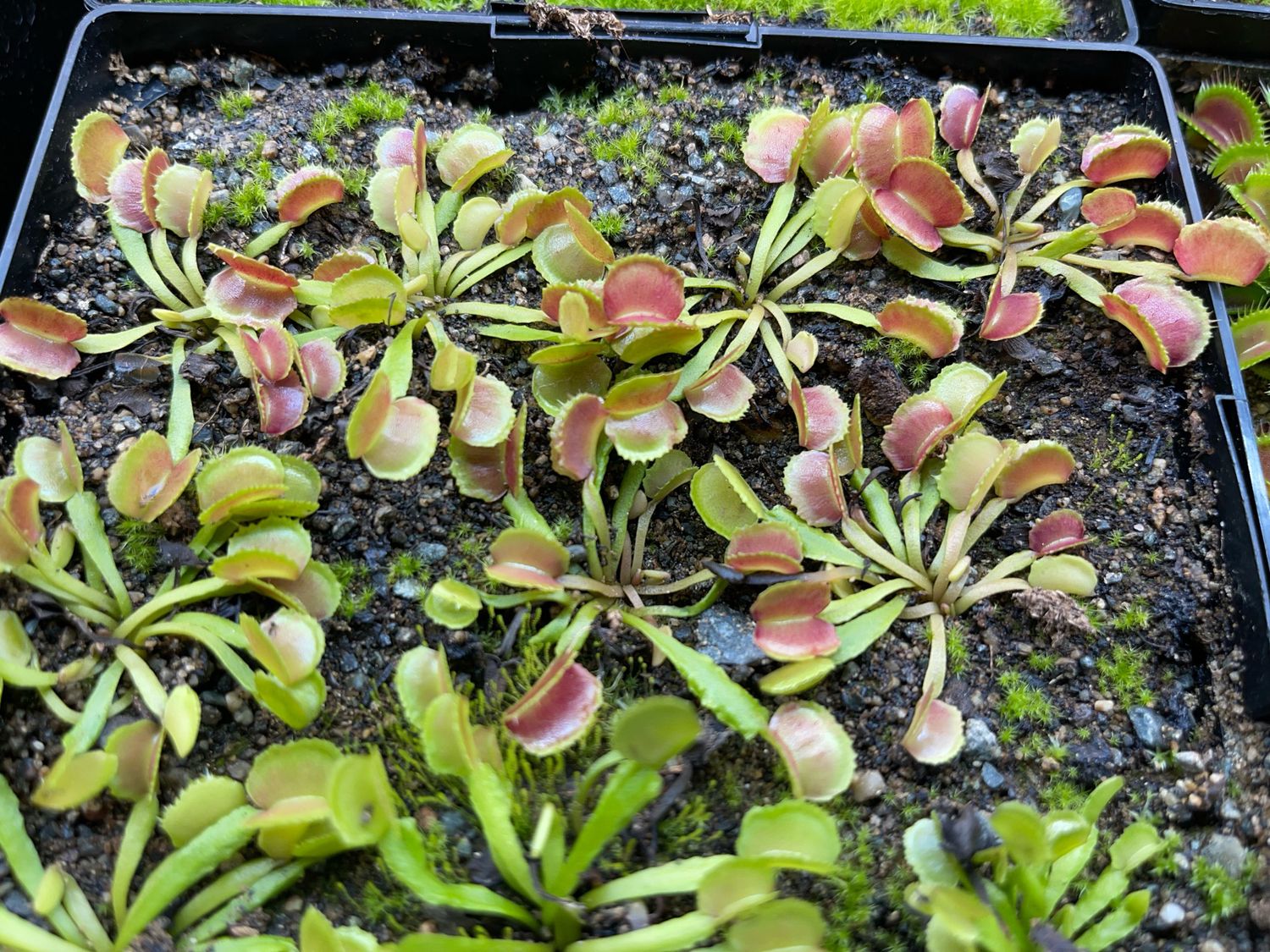 Dionaea muscipula  “ PAC Man “Venus Flytrap (small)