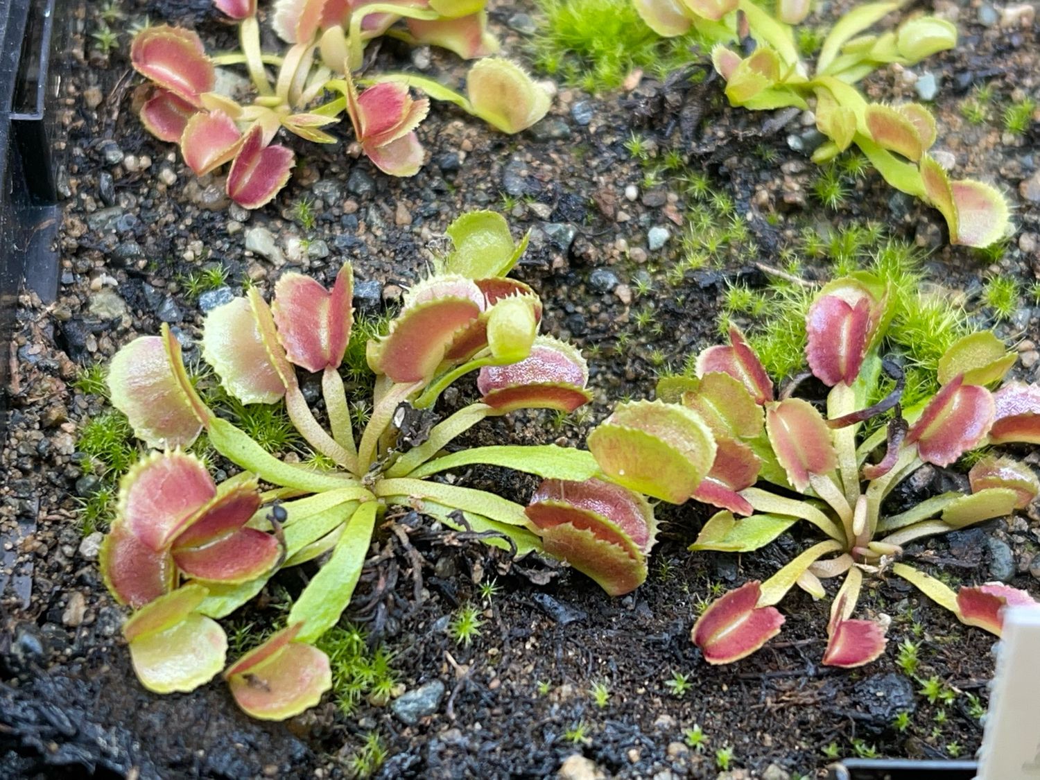 Dionaea muscipula  “ PAC Man “Venus Flytrap (small)