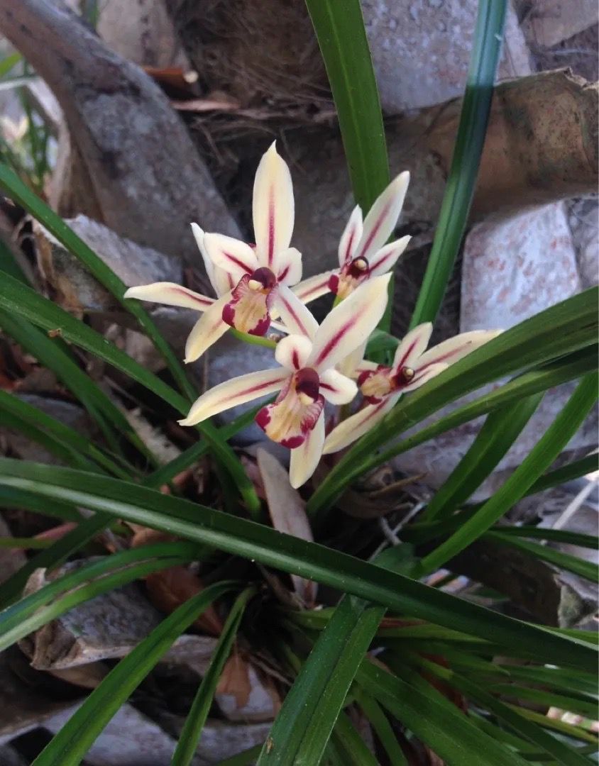 Cymbidium dayanum 台灣鳳 Orchid