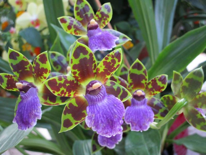 Zygopetalum Artur Elle (Z. Blackii × Z. B. G. White) Orchid