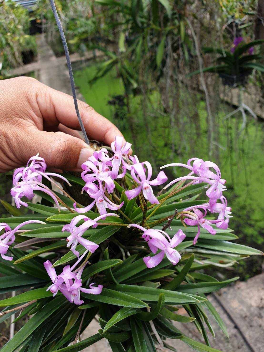 Vanda falcata x Vanda Charm &#39;FUJIHIME 藤姫’ Orchid