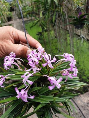 Vanda falcata x Vanda Charm &#39;FUJIHIME 藤姫’ Orchid