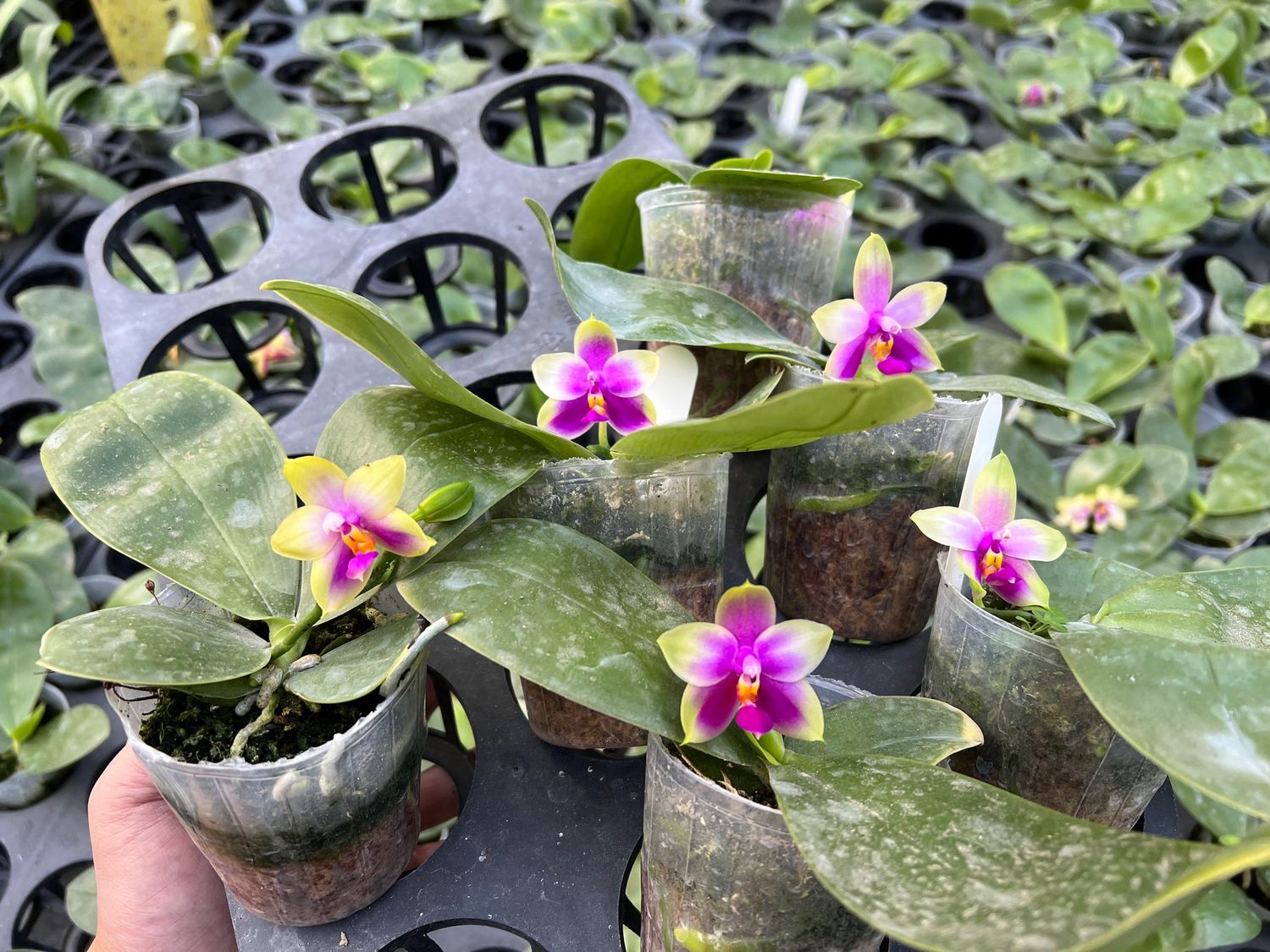 Phalaenopsis bellina (&#39;Red Apple&#39; x f. alba) Orchid