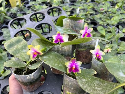 Phalaenopsis bellina (&#39;Red Apple&#39; x f. alba) Orchid