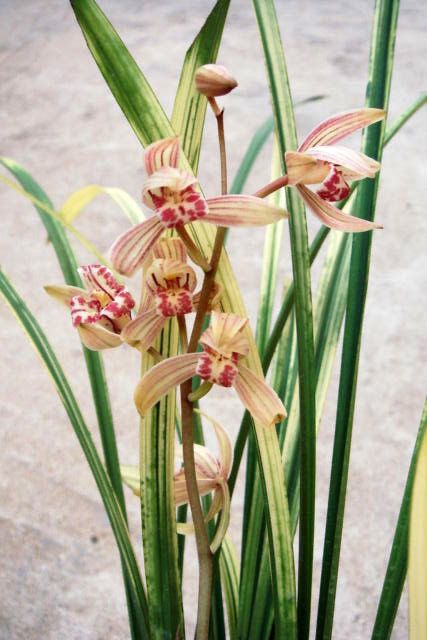 Cymbidium ensifolium Ba Bao Qi Zhen Orchid