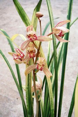 Cymbidium ensifolium Ba Bao Qi Zhen Orchid