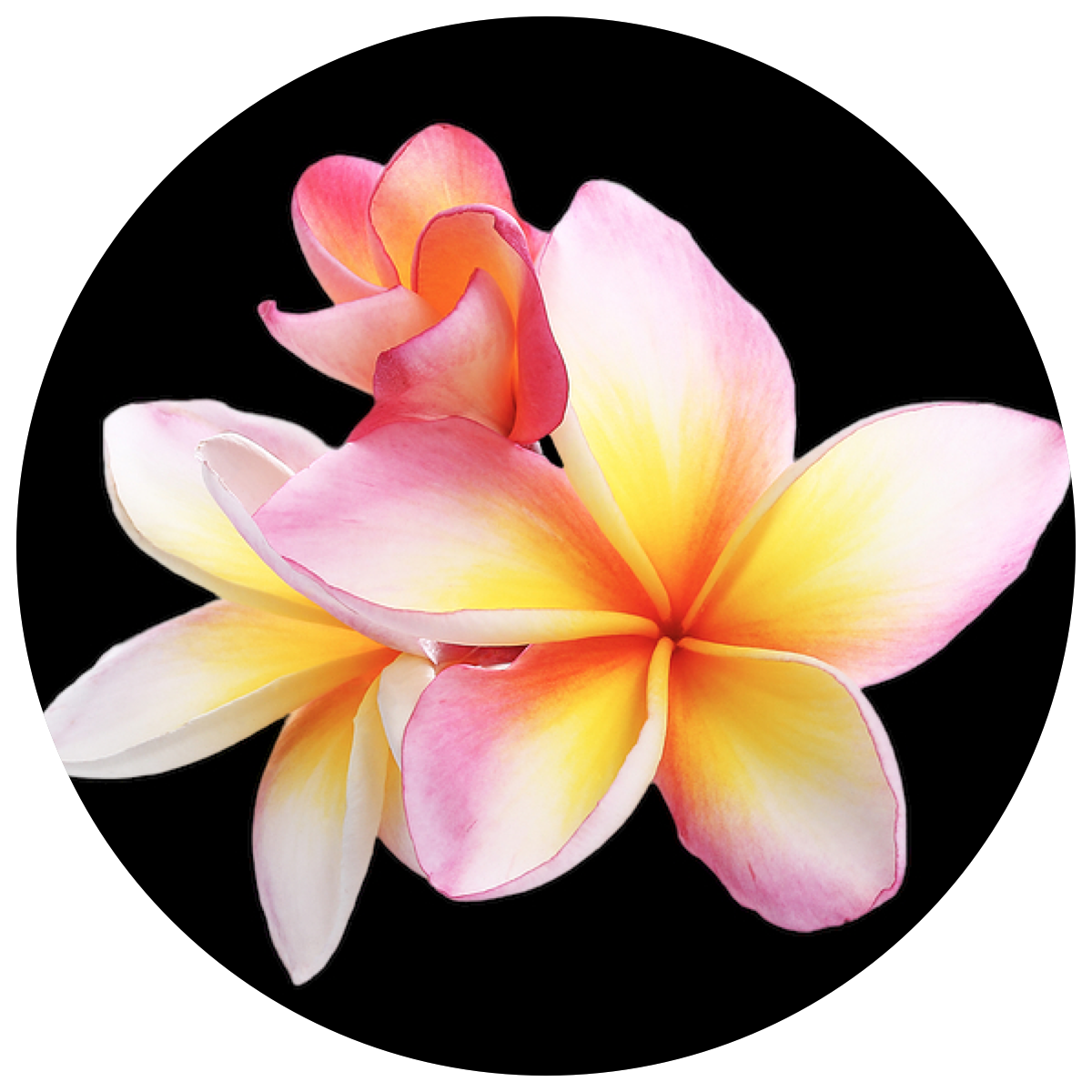Plumeria for Sale in Canada