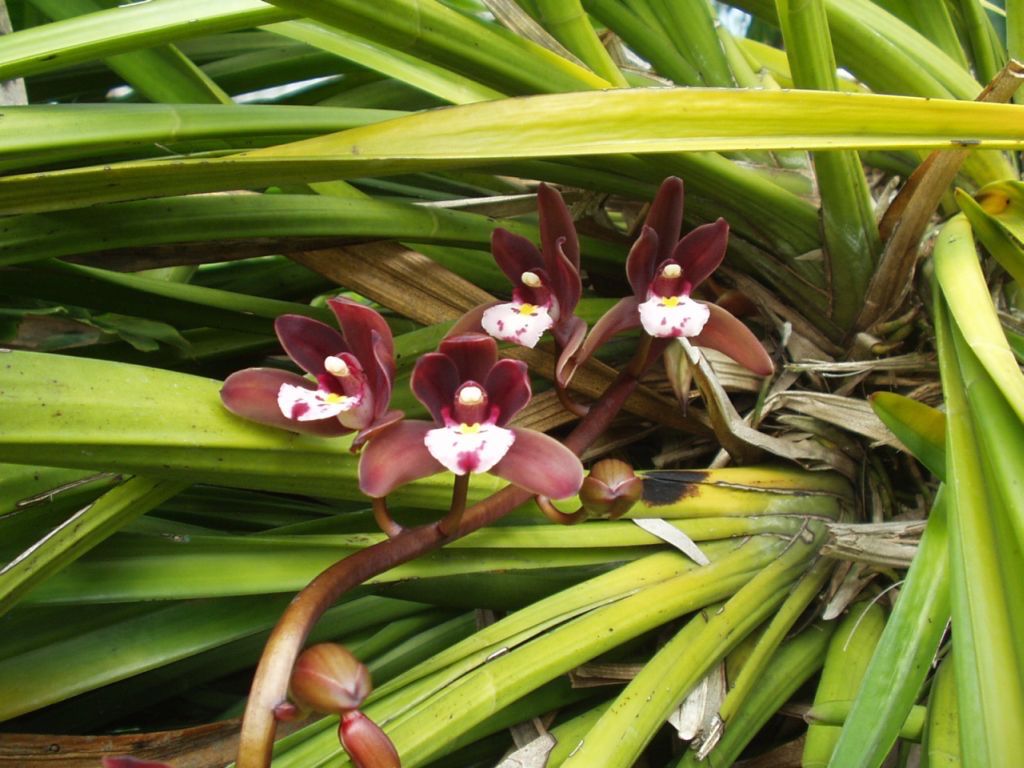 Cymbidium atropurpureum Orchid
