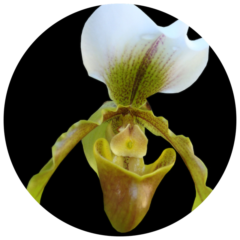 ORCHIDS