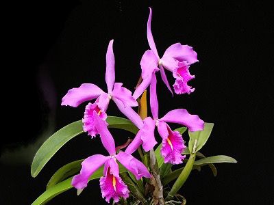 Cattleya maxima Orchid