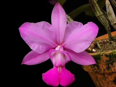 Cattleya walkeriana var. tipo flamea x sib Orchid