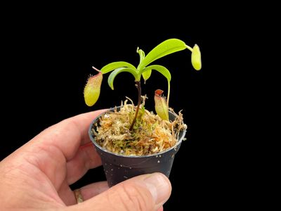 Nepenthes aristolochioides x ventricosa - Seed Grown