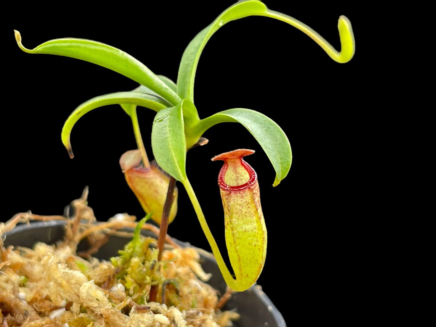 Nepenthes aristolochioides x ventricosa - Seed Grown