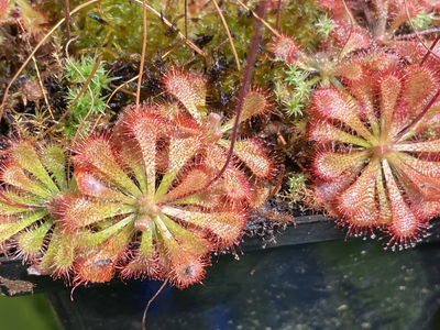 Drosera spatulata Newcastle, NSW Sundew