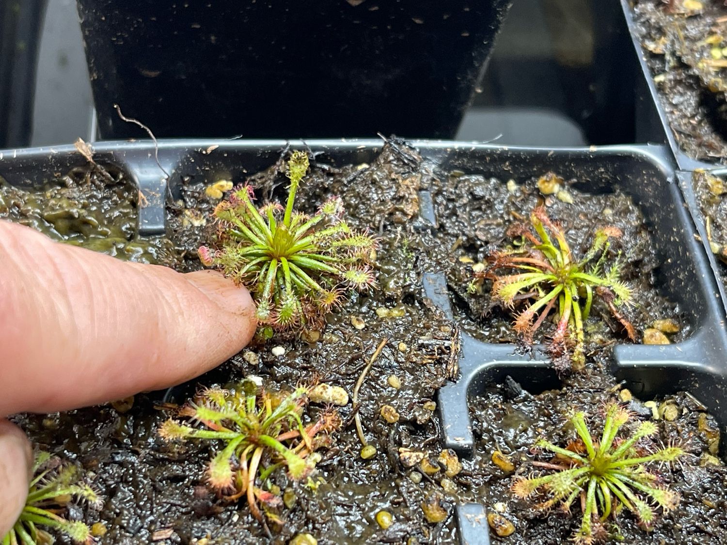 Drosera roraimae Sundew