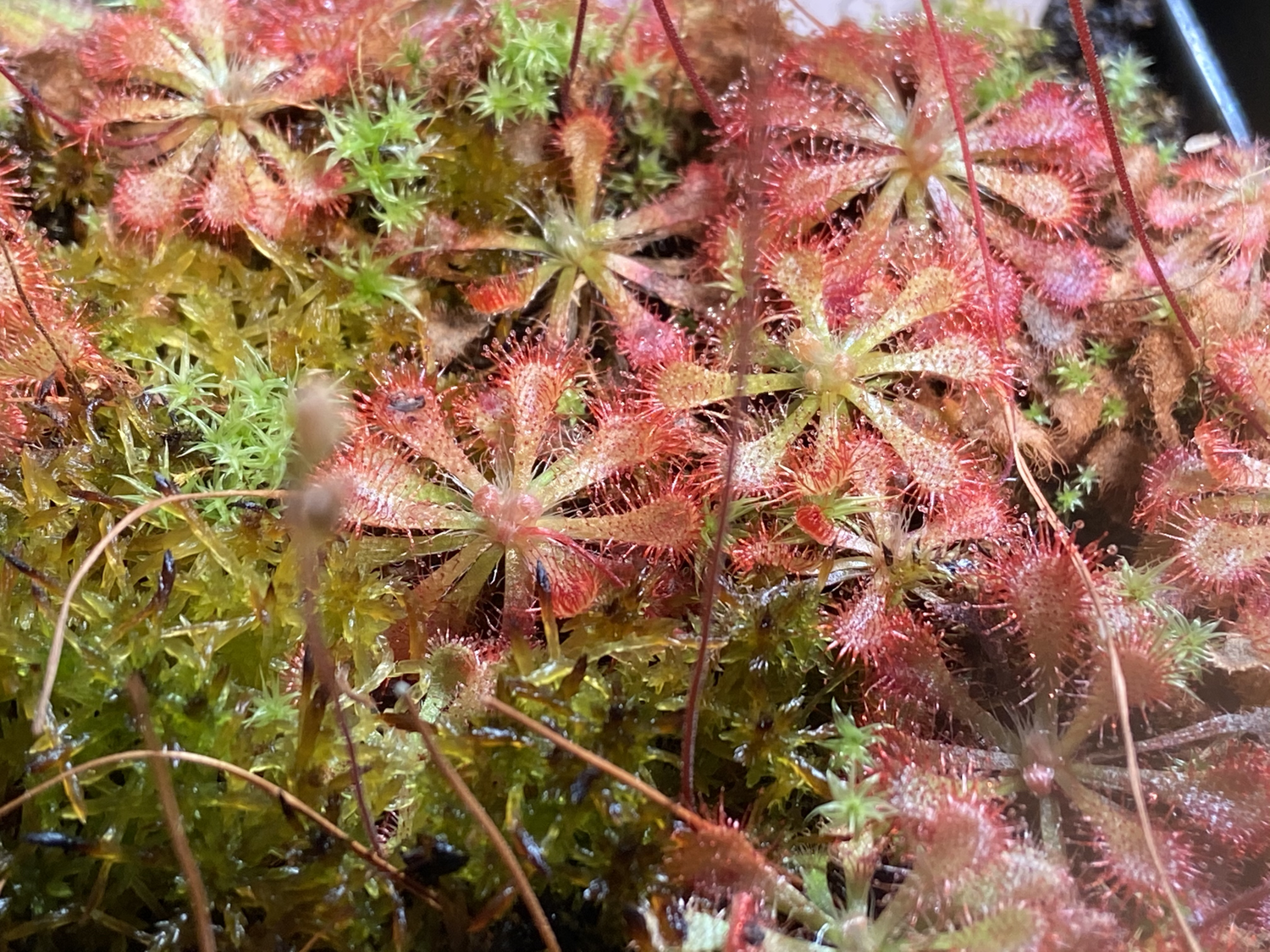 Drosera spatulata Newcastle, NSW Sundew
