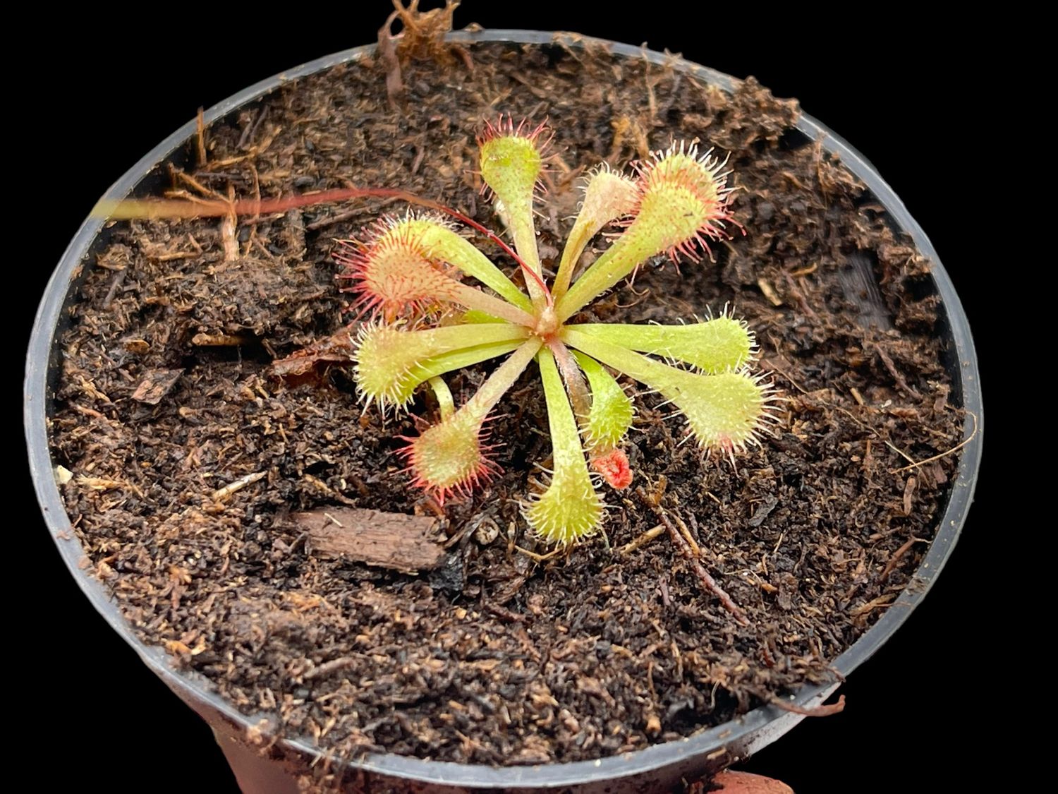 Drosera natalensis Natal Sundew
